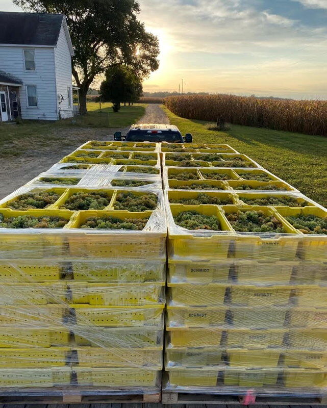 LF20221015-2Schmidt-Grapes-.jpg